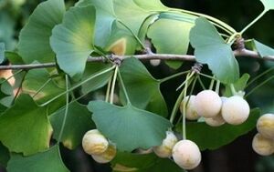 popular ways of enlarging the penis